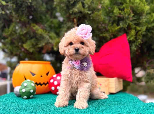 Mini Maltipoo Üst Kalite Yavrular görsel