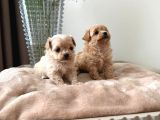 Malti̇poo Ci̇nsi̇ Yavrular Ev Üreti̇mi̇
