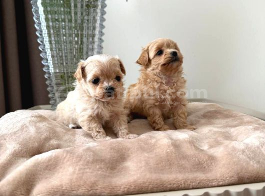 Malti̇poo Ci̇nsi̇ Yavrular Ev Üreti̇mi̇ görsel