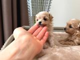 Malti̇poo Ci̇nsi̇ Yavrular Ev Üreti̇mi̇