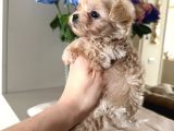 Malti̇poo Ci̇nsi̇ Yavrular Ev Üreti̇mi̇