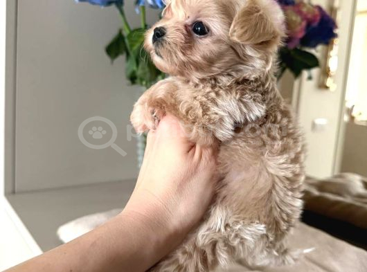 Malti̇poo Ci̇nsi̇ Yavrular Ev Üreti̇mi̇ görsel