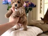 Kahve Tonlu Malti̇poo Ci̇nsi̇ Yavrular