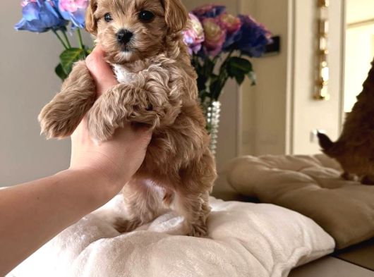 Malti̇poo Ci̇nsi̇ Yavrular Ev Üreti̇mi̇ görsel