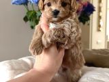 Kahve Tonlu Malti̇poo Ci̇nsi̇ Yavrular