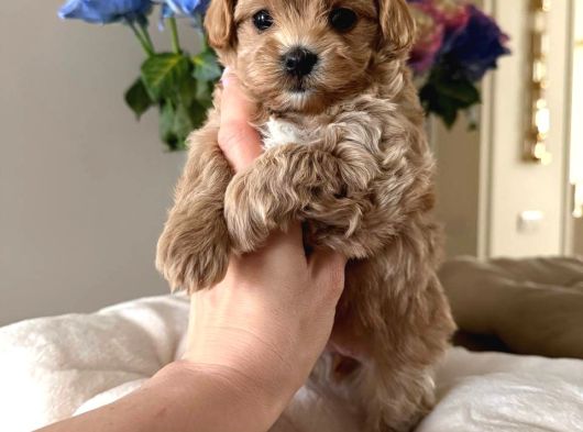 Kahve Tonlu Malti̇poo Ci̇nsi̇ Yavrular görsel