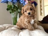 Malti̇poo Ci̇nsi̇ Yavrular Ev Üreti̇mi̇