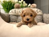 Kahve Tonlu Malti̇poo Ci̇nsi̇ Yavrular