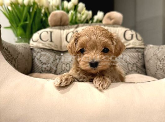 Kahve Tonlu Malti̇poo Ci̇nsi̇ Yavrular