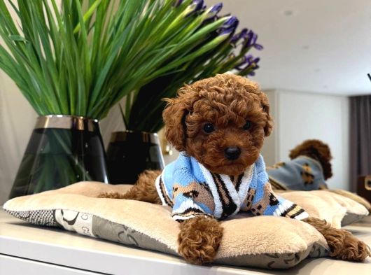 Toy Poodle Sevi̇mli̇ Yavrular Ev Üreti̇mi̇ görsel