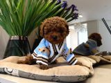 Toy Poodle Sevi̇mli̇ Yavrular Ev Üreti̇mi̇