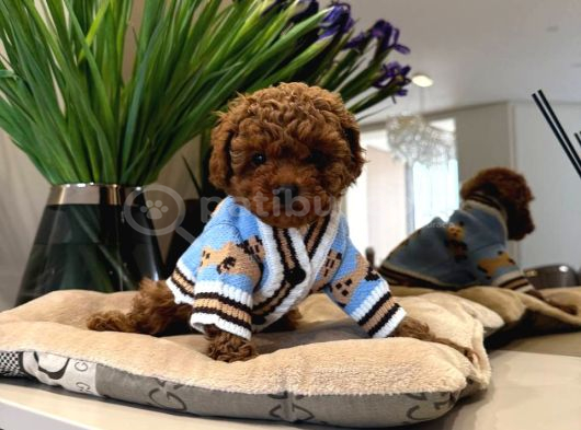Toy Poodle Sevi̇mli̇ Yavrular Ev Üreti̇mi̇