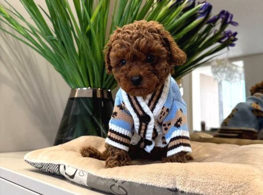 Toy Poodle Sevi̇mli̇ Yavrular Ev Üreti̇mi̇ görsel