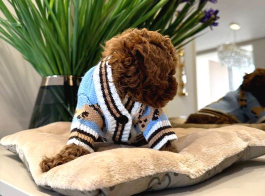 Toy Poodle Sevi̇mli̇ Yavrular Ev Üreti̇mi̇ görsel