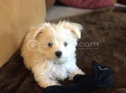 Kar Beyaz Maltese Terri̇er Ci̇nsleri̇
