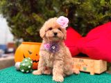 Mini Maltipoo Üst Kalite Yavrular