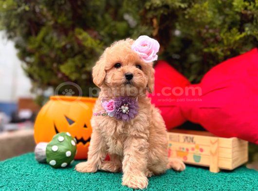 Mini Maltipoo Üst Kalite Yavrular görsel