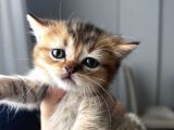 Safkan British Shorthair Yavrularımız