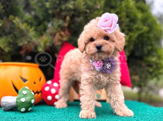 Mini Maltipoo Üst Kalite Yavrular görsel