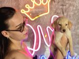 Sağlık Ve Irk Garantili Labrador Retriever