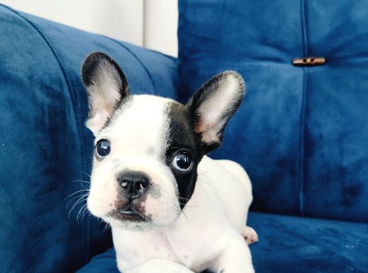 A Kalite French Bulldog Yavrularıı görsel