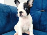 A Kalite French Bulldog Yavrularıı