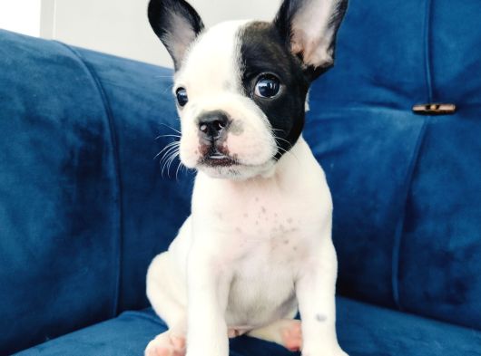 A Kalite French Bulldog Yavrularıı