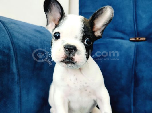 A Kalite French Bulldog Yavrularıı görsel