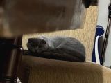 Ücretsiz Yavru Scottish Fold Ankara