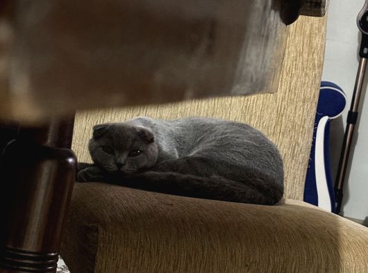 Ücretsiz Yavru Scottish Fold Ankara görsel