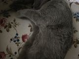 Ücretsiz Yavru Scottish Fold Ankara