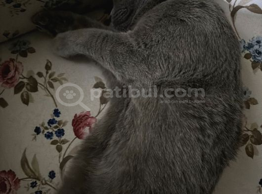 Ücretsiz Yavru Scottish Fold Ankara görsel