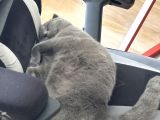 Ücretsiz Yavru Scottish Fold Ankara