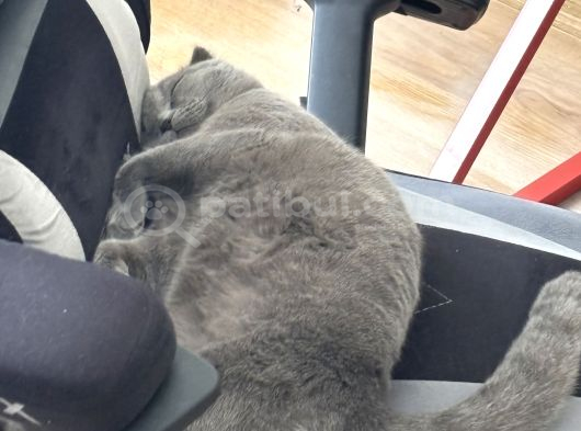 Ücretsiz Yavru Scottish Fold Ankara görsel