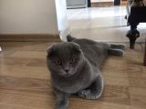 Ücretsiz Yavru Scottish Fold Ankara