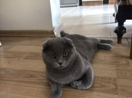 Ücretsiz Yavru Scottish Fold Ankara