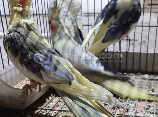 Yavru Sultanlarimiz Yeni̇ Yuvalarini Ariyor görsel