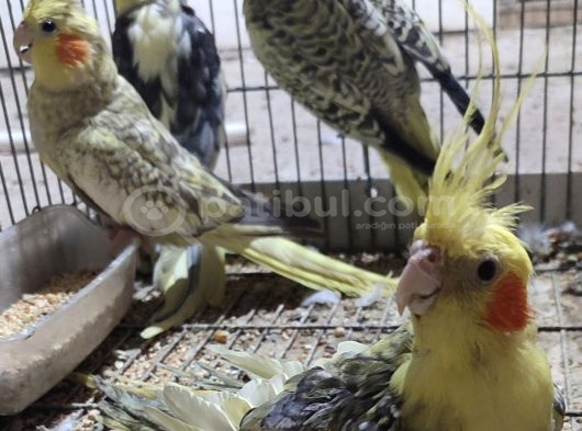 Yavru Sultanlarimiz Yeni̇ Yuvalarini Ariyor görsel