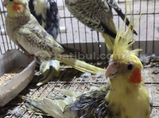 Yavru Sultanlarimiz Yeni̇ Yuvalarini Ariyor görsel