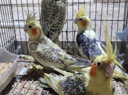 Yavru Sultanlarimiz Yeni̇ Yuvalarini Ariyor
