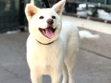 3-5 Ay Karma Aşıları Bitmiş Orjinal Akita Inu