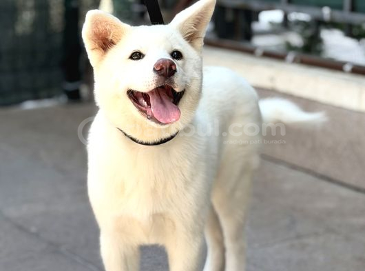 3-5 Ay Karma Aşıları Bitmiş Orjinal Akita Inu görsel