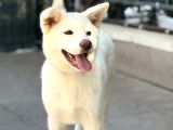 3-5 Ay Karma Aşıları Bitmiş Orjinal Akita Inu