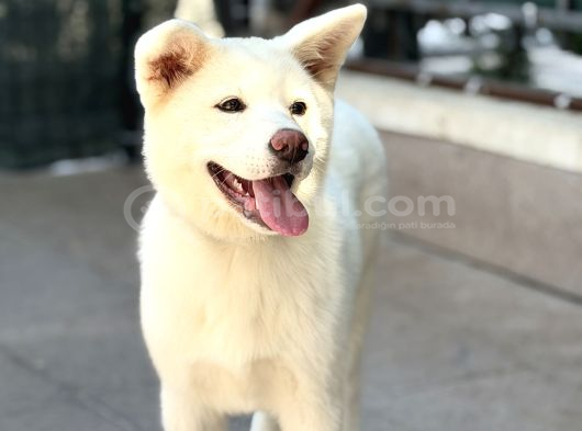 3-5 Ay Karma Aşıları Bitmiş Orjinal Akita Inu görsel