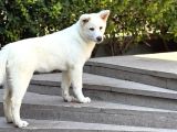 3-5 Ay Karma Aşıları Bitmiş Orjinal Akita Inu