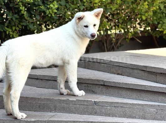 3-5 Ay Karma Aşıları Bitmiş Orjinal Akita Inu görsel