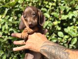 Yeşil Gözlü Chocolatte Tan Mini Daucshand