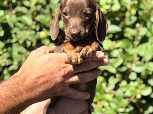 Yeşil Gözlü Chocolatte Tan Mini Daucshand