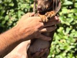 Yeşil Gözlü Chocolatte Tan Mini Daucshand