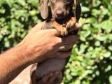 Yeşil Gözlü Chocolatte Tan Mini Daucshand